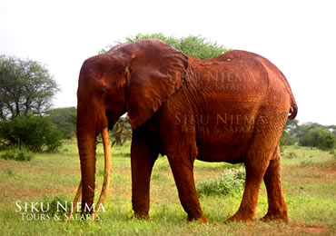 Large tusked female Elephant (Tusker) - Tsavo East